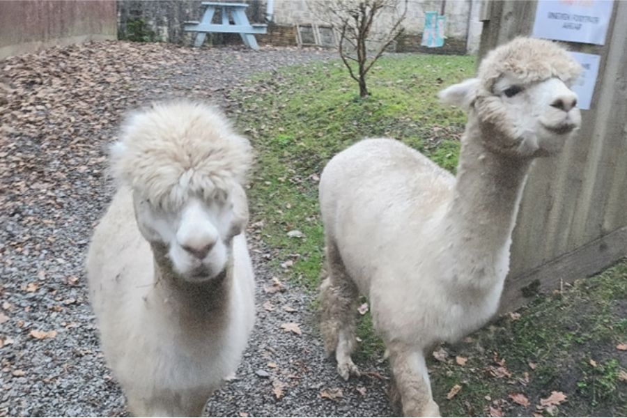 Alpacas at Savvy Sip